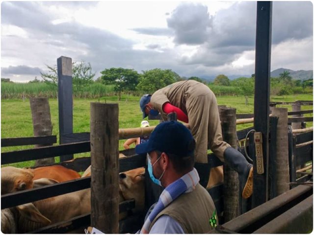 El ICA atiende notificaciones de enfermedades de control oficial en Cauca