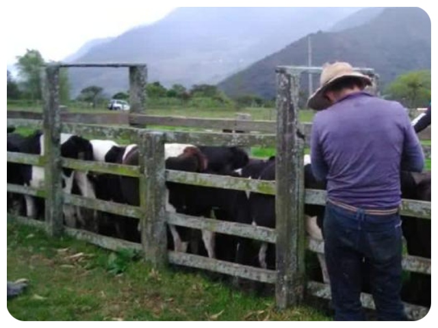 En Norte de Santander, el ICA trabaja para prevenir la fiebre aftosa