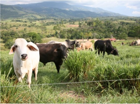 Frontera con Venezuela sigue afectada por cuenta de la fiebre aftosa