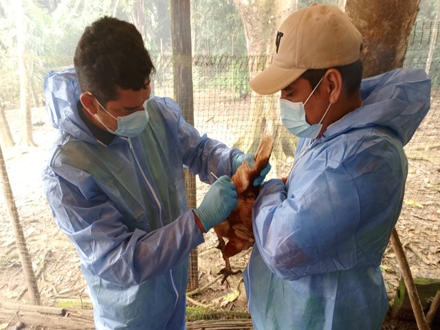 Vaupés fortalece su producción avícola con vigilancia epidemiológica del ICA