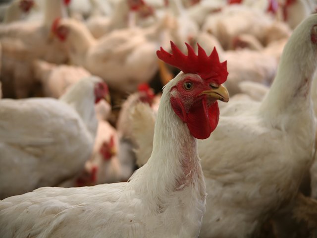 ICA suspende importaciones de aves provenientes de Estados Unidos y Holanda