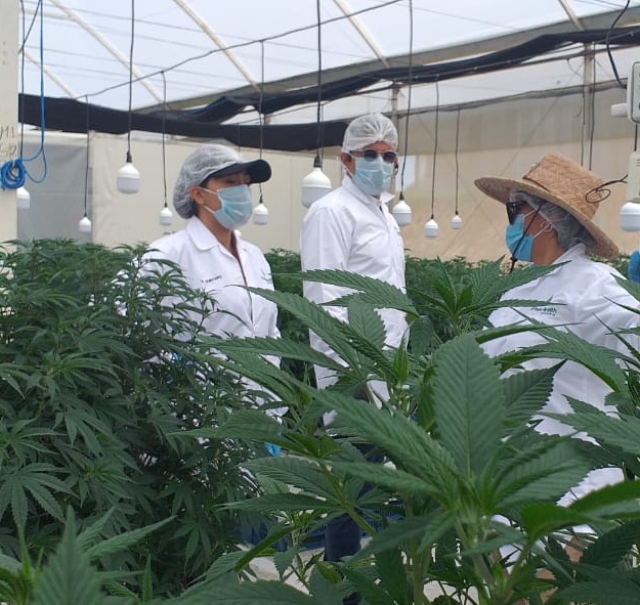 Foto-ICA-Auditorias-en-predios-productores-de-Cannabis-para-certificacion-en-BPA-1.jpg