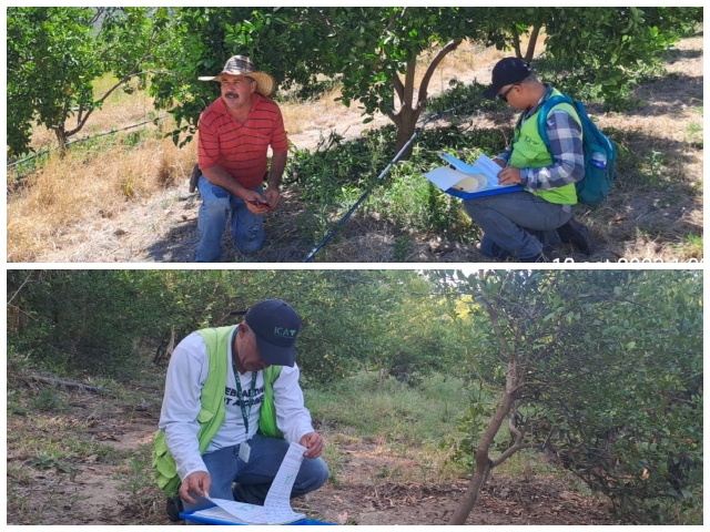 En el Huila, el ICA refuerza la sanidad vegetal con inspecciones fitosanitarias y socializaciones con pequeños productores 