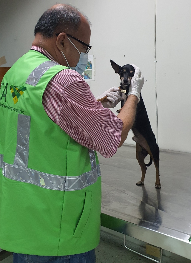 Foto-ICA-aeropuerto-Alfonso-Bonilla-Aragon-inspeccion-mascotas-2.jpg Foto-ICA-aeropuerto-Alfonso-Bonilla-Aragon-inspeccion-mascotas-2.jpg