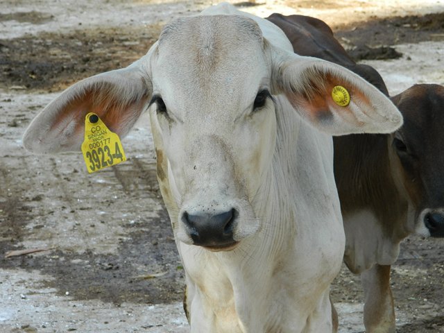 Ganaderos podrán importar bovinos para reproducción desde Estados Unidos 
