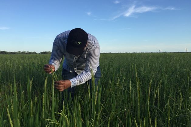 En Arauca, el ICA realizó inspección, vigilancia y control fitosanitario a predios productores de arroz 