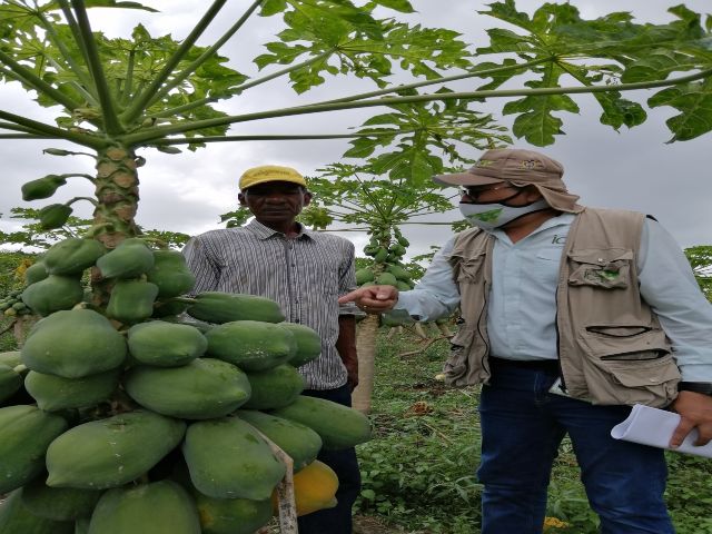Con inspecciones fitosanitarias, el ICA protege los cultivos de frutales en Bolívar