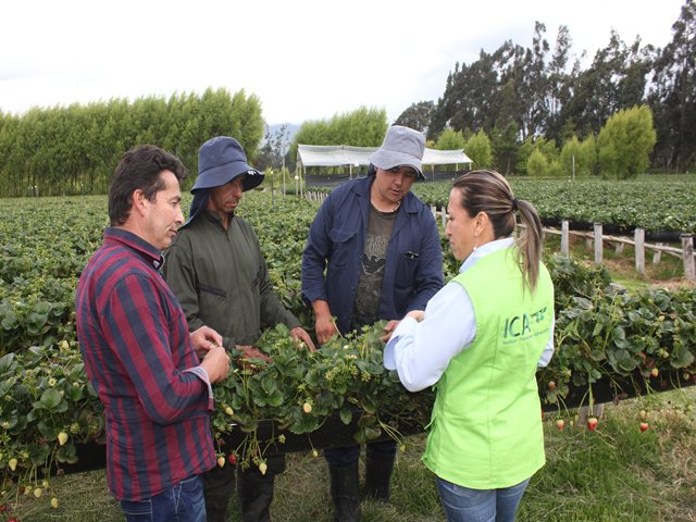 Empresas de insumos agrícolas podrán adjuntar la documentación en medios electrónicos para registro ante el ICA 