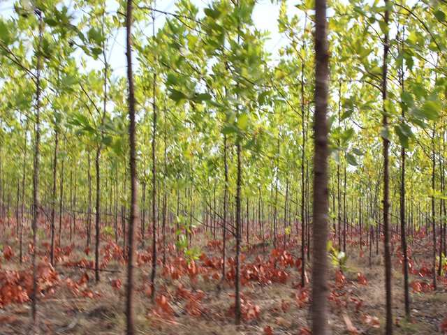 El Valle del Cauca al día en la implementación de la remisión para movilización de madera