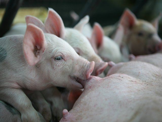 Tercera zona libre de Peste Porcina Clásica