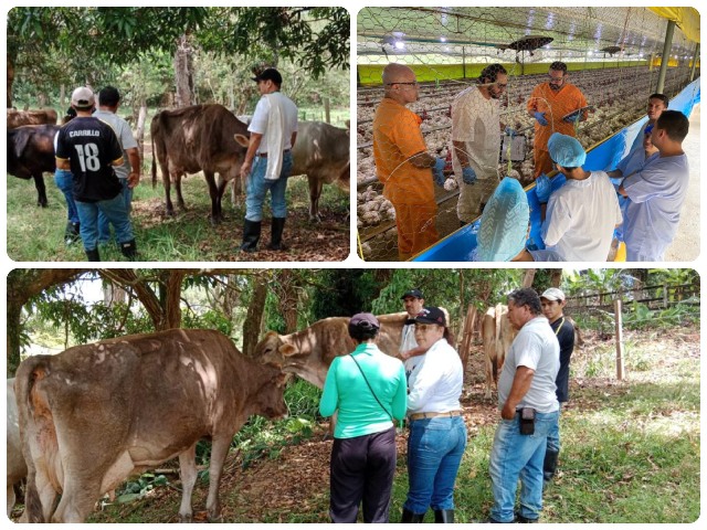 Los funcionarios del ICA se continúan capacitando en bienestar animal
