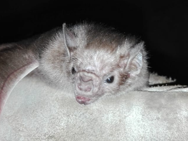 El ICA realiza captura de murciélagos por mordeduras presentadas en animales
