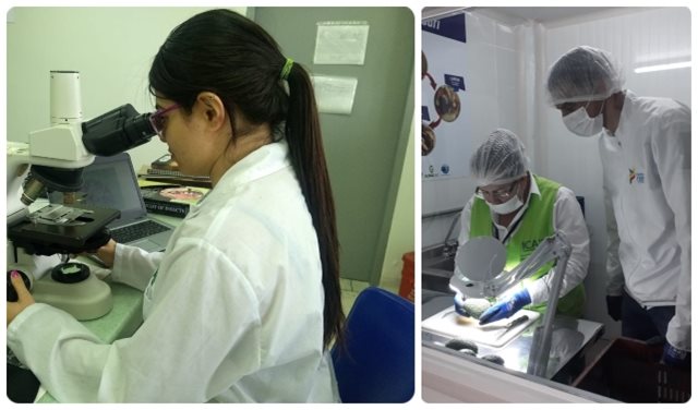 En Palmira, funcionarios del ICA se capacitaron en la norma que establece los requisitos para la competencia de los laboratorios de ensayo y calibración