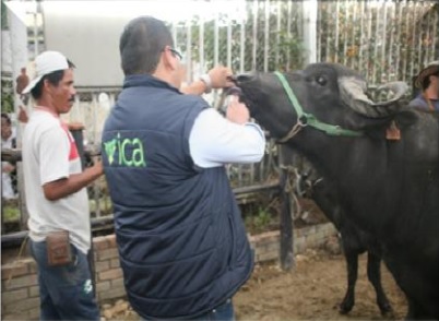 El ICA implementa nuevas medidas en Subacasanare 