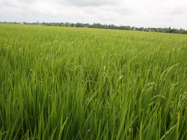 En consulta pública proyecto de resolución para las personas titulares de registros de plaguicidas químicos de uso agrícola