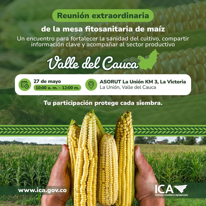 MAI-VALLE-DEL-CAUCA.jpeg