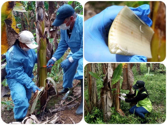  Toma de muestras a cultivos de plátano y banano