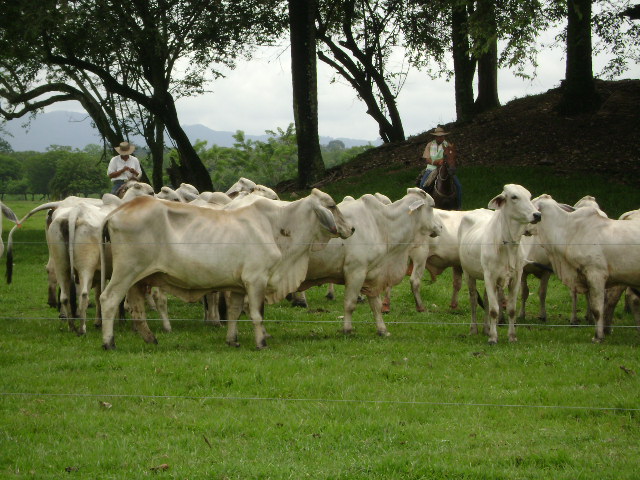 ICA fija normatividad sanitaria y fitosanitaria para Agroexpo 2011 