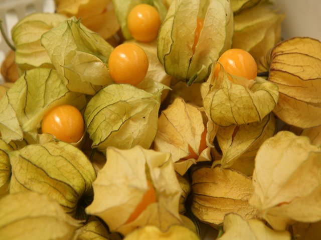 ICA redefine Plan Nacional de Moscas de la Fruta