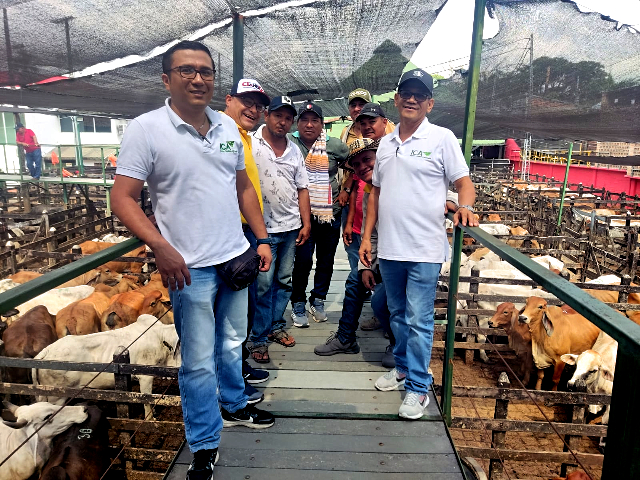 El ICA supervisa bovinos en subasta realizada en Caucasia, Antioquia