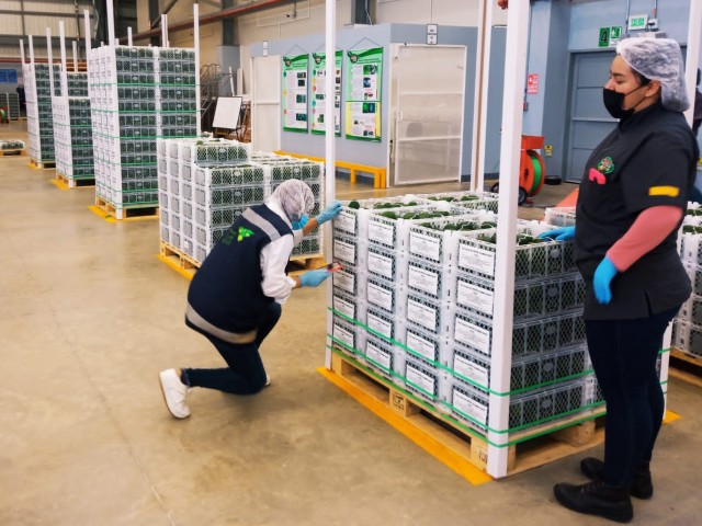 El ICA revisó el cumplimiento de los planes operativos de trabajo para exportación de vegetales en Antioquia