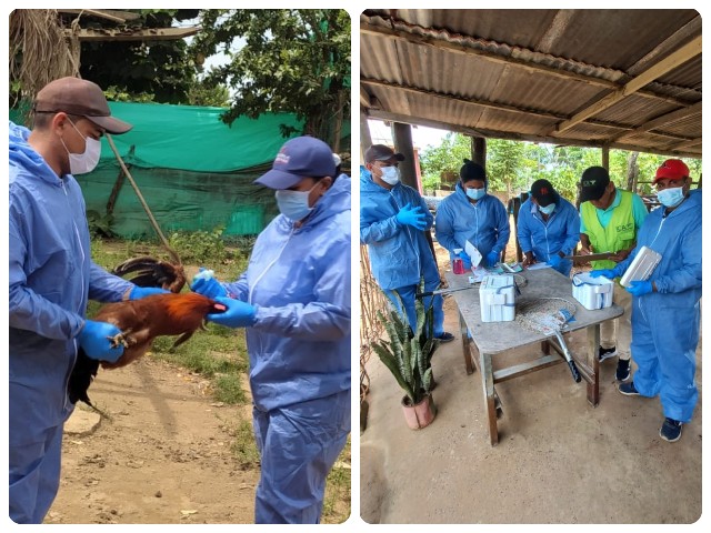 Muestreo y vigilancia epidemiológica en Sucre 