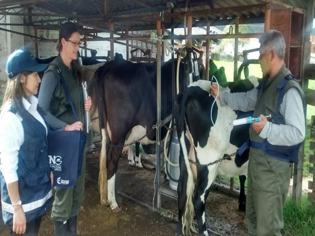 Con paso firme avanza el primer ciclo de vacunación contra la fiebre aftosa en Cundinamarca