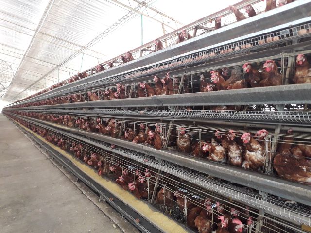 Apertura mercado avícola 