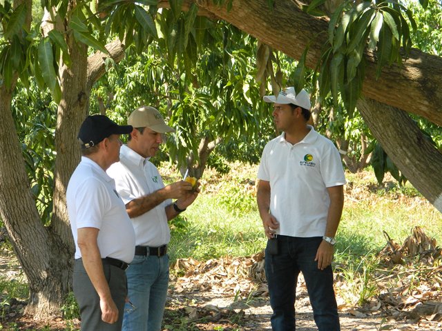El ICA  acompaña a exportador de mango en la conquista del  mercado europeo