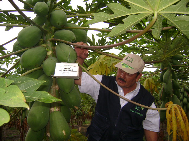 ICA recarga motores para combatir las moscas de la fruta
