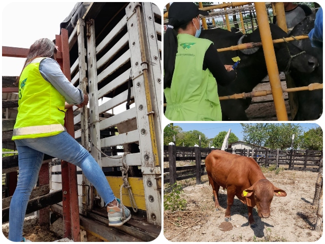 Animales movilizados en el Cesar cumplen con requisitos sanitarios establecidos 