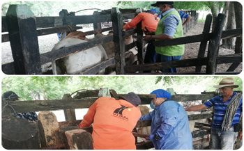 Muestreo fiebre aftosa