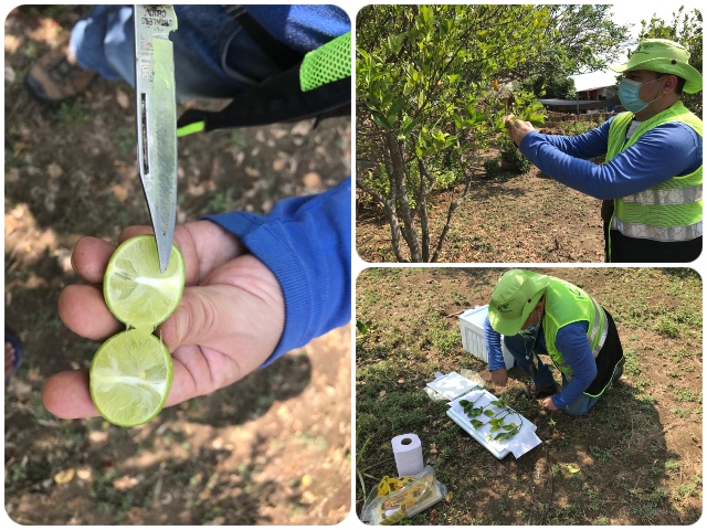El ICA ejerce acciones de control fitosanitario en pro de la producción frutícola de Bolívar
