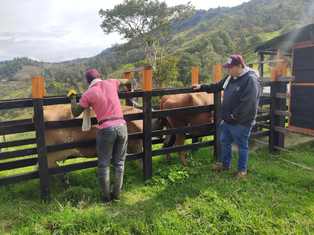 En solo 8 días, Fedegán e ICA han vacunado contra fiebre aftosa 2,7 millones de bovinos y bufalinos