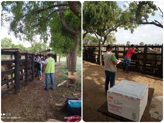 El ICA supervisa la vacunación contra la fiebre aftosa en La Guajira