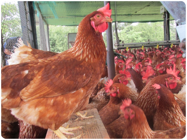 Mejorar las condiciones de bienestar de las aves, un propósito del ICA 