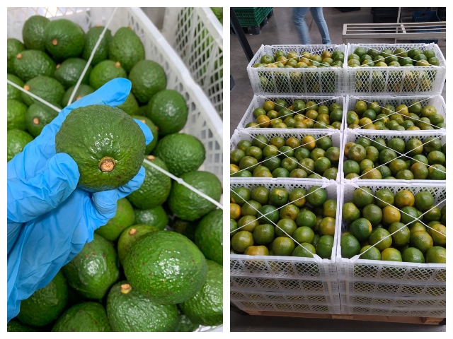 Desde hace 10 años, productores de Caldas le apuestan a la exportación de aguacate Hass y cítricos 