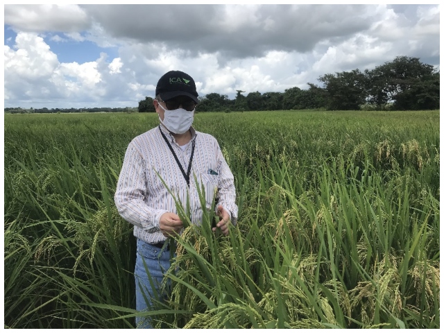 Predios productores en Arauca.