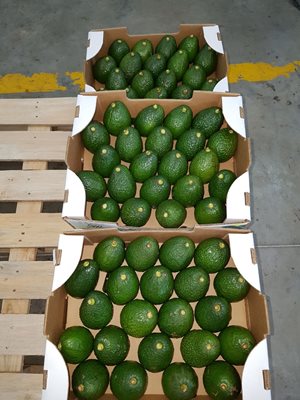 Aguacate-4.jpg