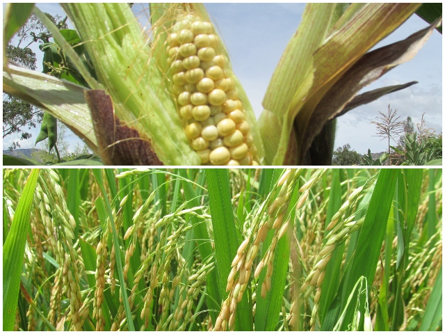 Cultivos arroz.