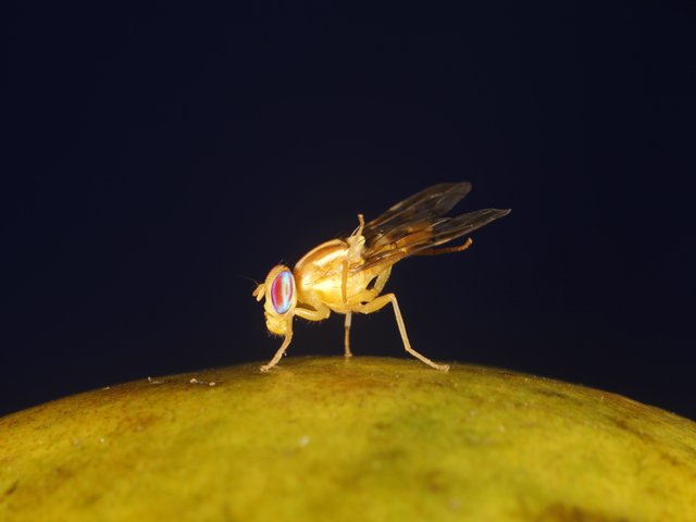 El ICA firma acuerdo con Estados Unidos para la investigación en especies de moscas de las frutas