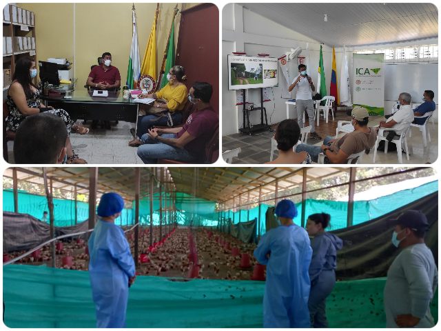 El ICA en el Amazonas fortalece las actividades del Programa Aviar en el departamento