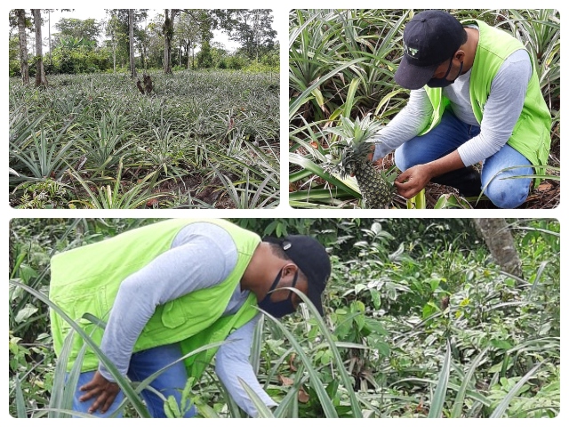 Cultivos frutales del Chocó son vigilados por el ICA para garantizar una producción segura