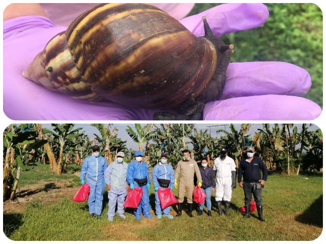 Brigada de control y prevención del caracol gigante africano 