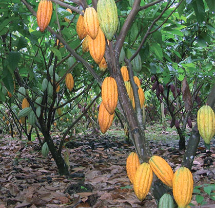 El ICA certificará en Buenas Prácticas Agrícolas primeros predios indígenas en Amazonas 