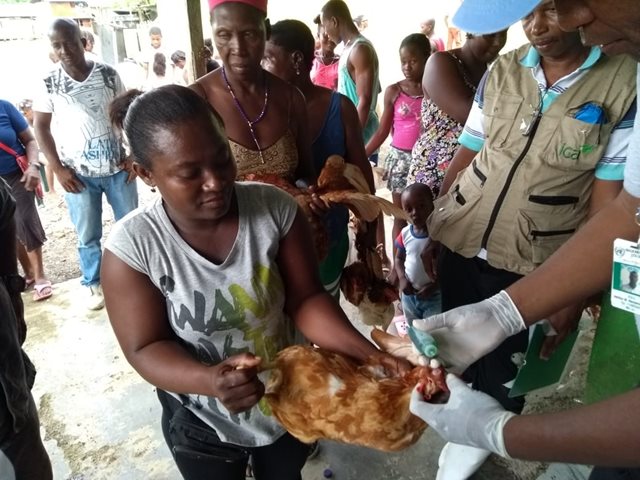 La sanidad avícola del Chocó, una prioridad para el ICA 