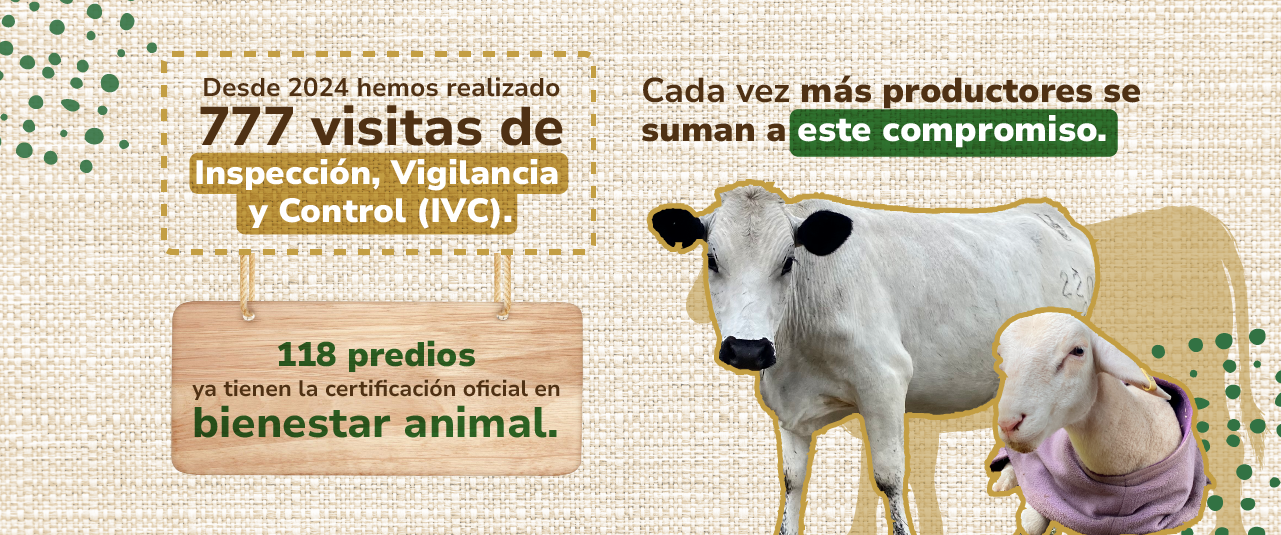 Visitas de IVC
