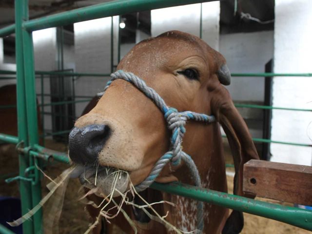 Nariño se destaca con un 99% de cobertura de vacunación contra la fiebre aftosa