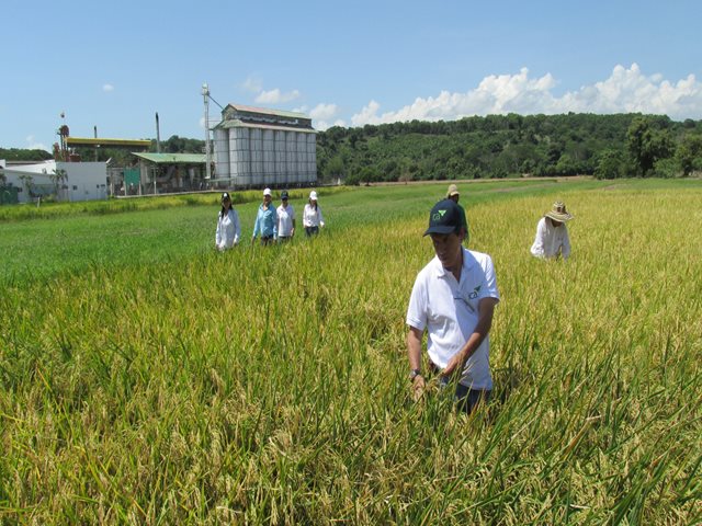 Minagricultura invita a arroceros a inscribirse en el Plan de Ordenamiento de la Producción