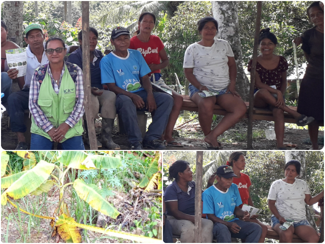 El ICA realizó inspección fitosanitaria en cultivos de plátano, banano, yuca y caña en Amazonas